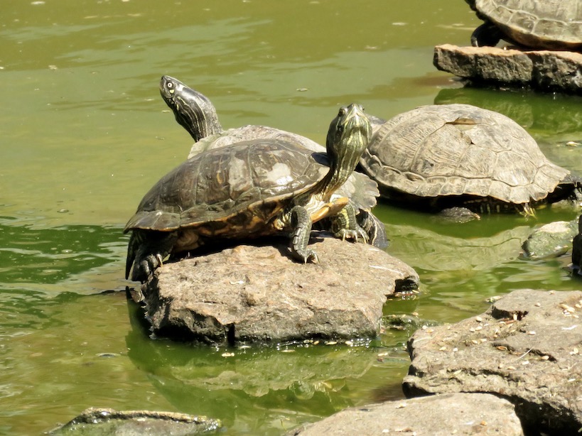 terrapin